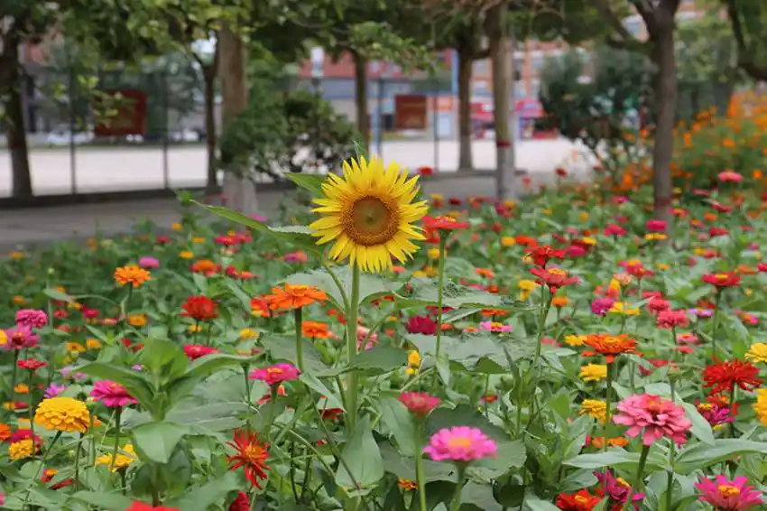 美图:鲜花盛开的保定科技中等专业学校_校园