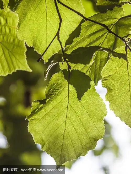 绿色的桦树叶子在树上