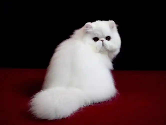 小红薯  #波斯猫  #纯白波斯猫  #赛级波斯猫  #加菲猫  #纯白加菲