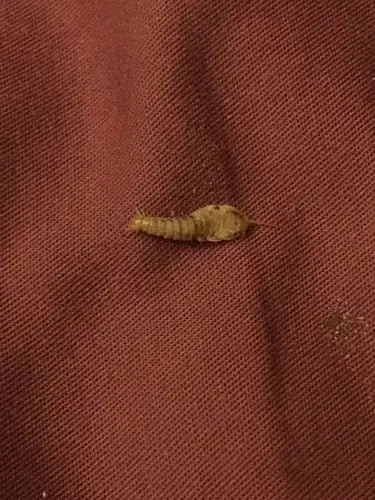 床上出现了一种虫子,求问是什么虫? - 知乎