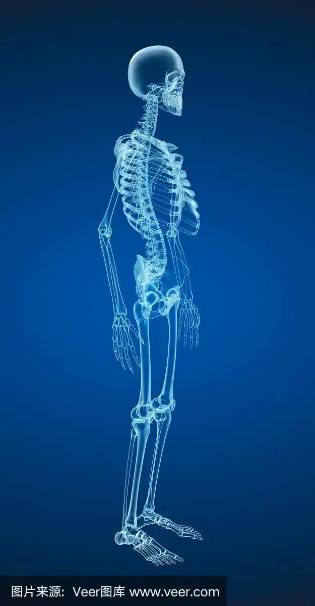人体骨骼,医学上精确的3d插图.