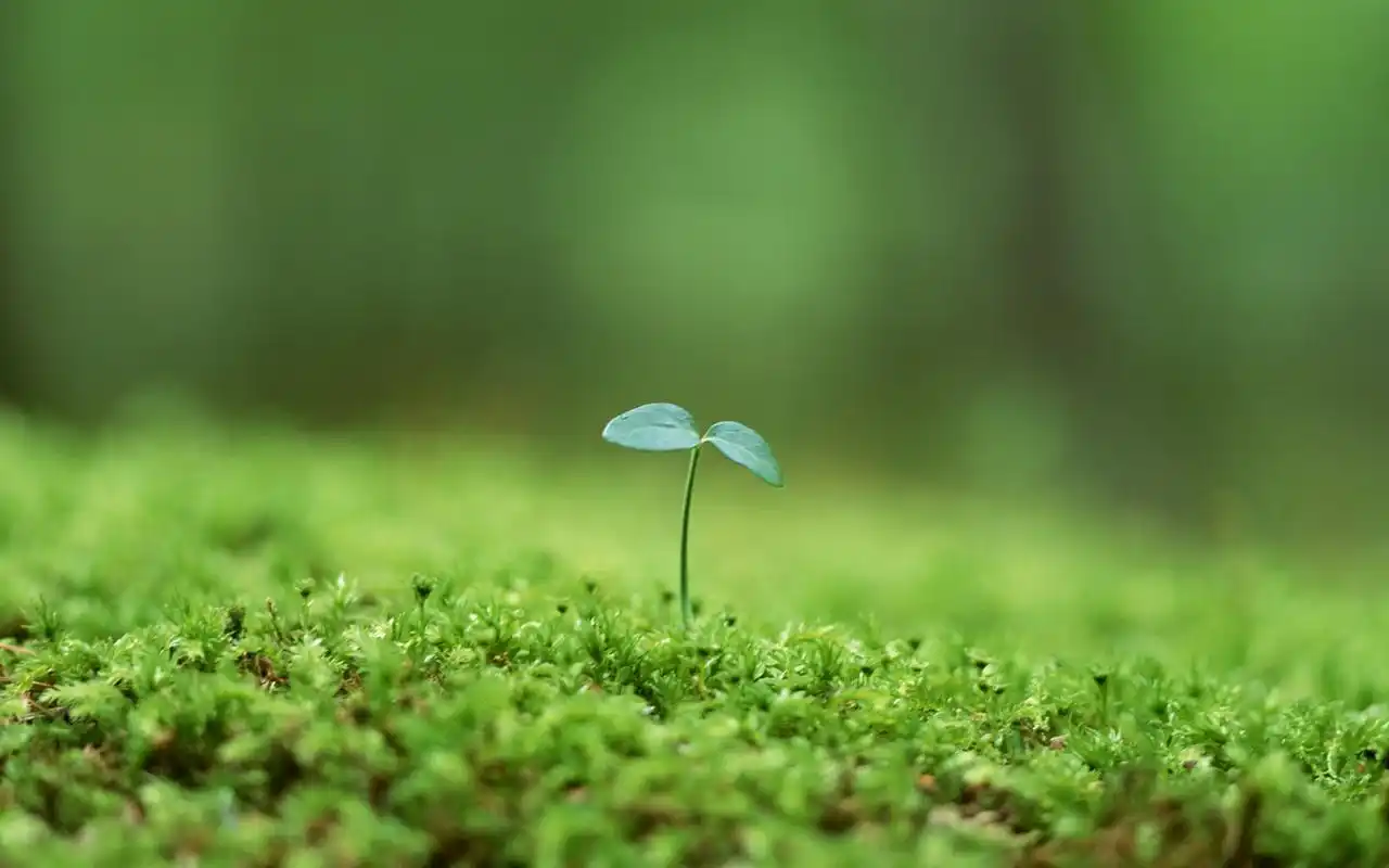 唯美小清新花朵高清桌面壁纸