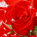 玫瑰qq表情图片 玫瑰花qq表情包大全