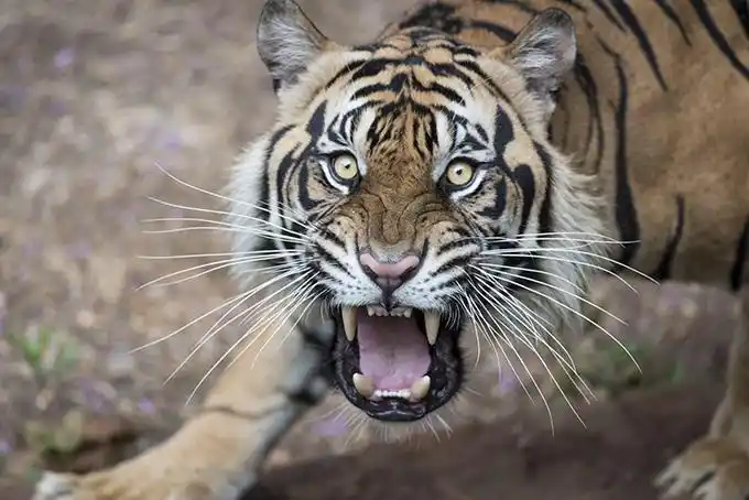 吓人!马门庞屋村有个母老虎? ? ?