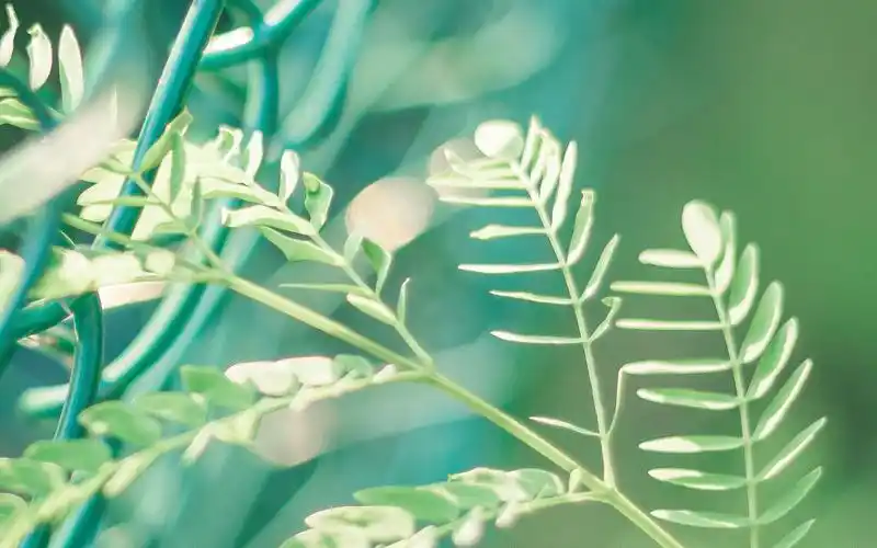 绿色护眼植物高清桌面壁纸图片,植物壁纸,唯美,小清新,花卉,植物,高清