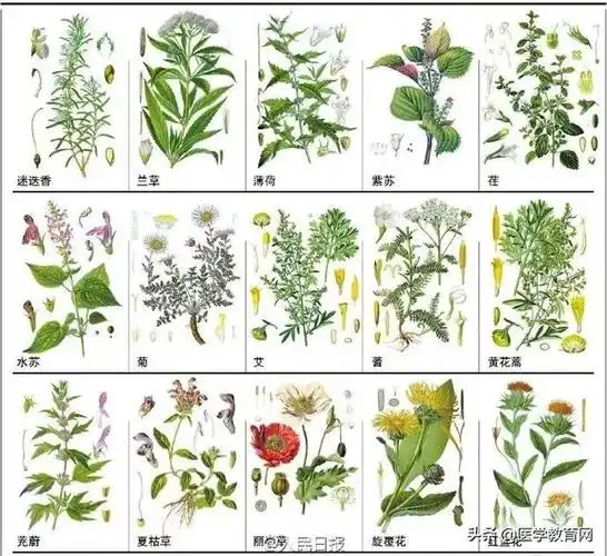 中药的名称有哪些,中草药名称大全 查询