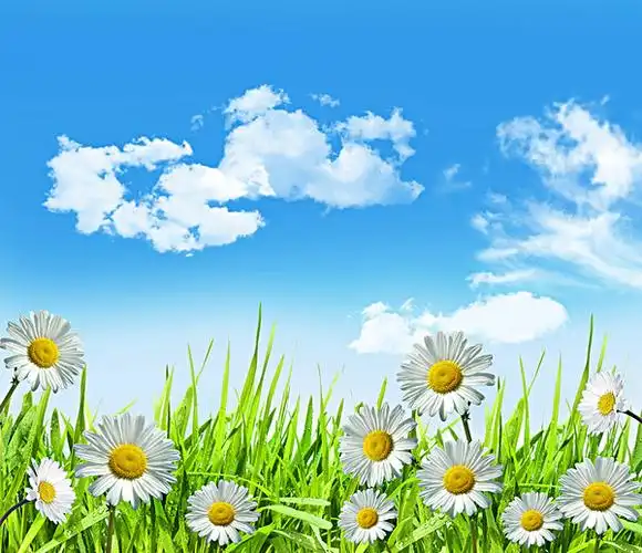 雏菊,草,鲜明,蓝天,云