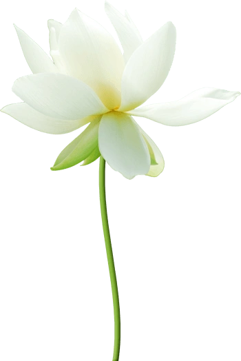 唯美花卉图片创意花卉图片 白色荷花