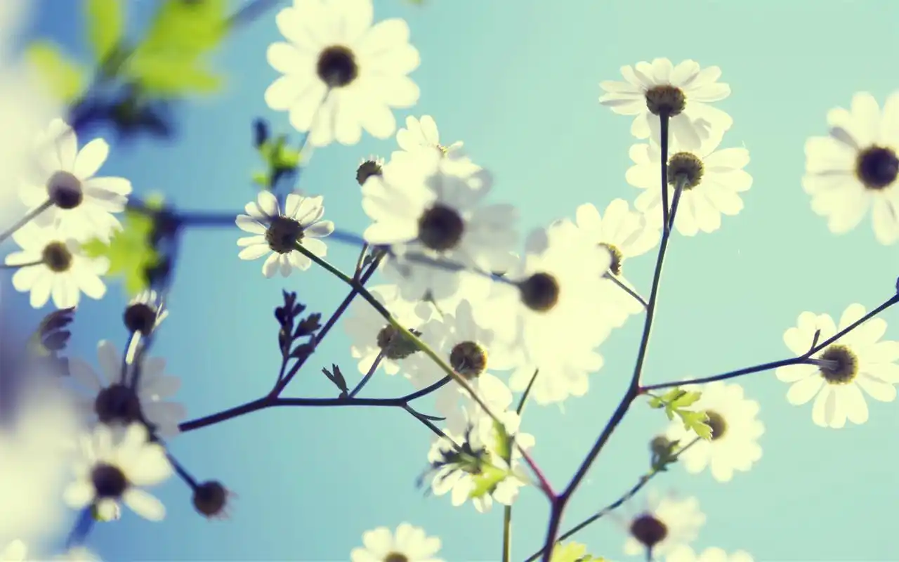 唯美好看的小清新高清花朵特写桌面壁纸下载第一辑