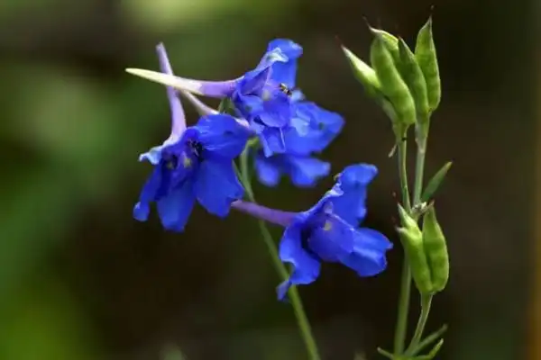 翠雀图片大全翠雀高清图片