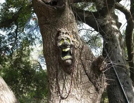 世界上最令人恐怖的大树组图