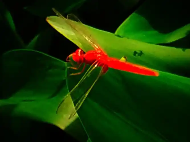 蜻蜓点水飞到荷花池