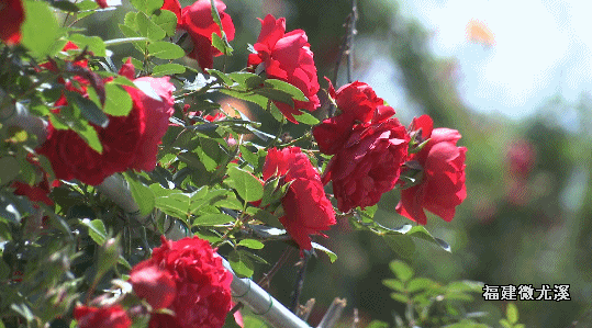 三明丨走到桂峰赏花去近20万株玫瑰浪漫绽放