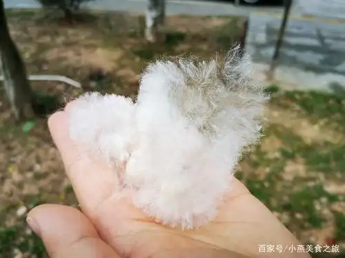 抓住春天的尾巴,发现春天的美