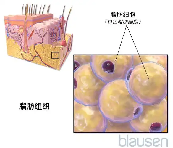 search results for: 皮下组织疼痛 - 《默沙东诊疗手册大众版》