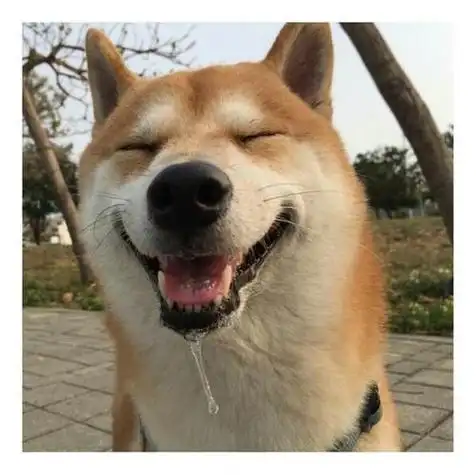 一个柴犬的逗比头像 头像图片大全 -【爱个性】