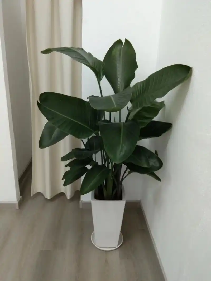 天堂鸟实物拍摄效果图