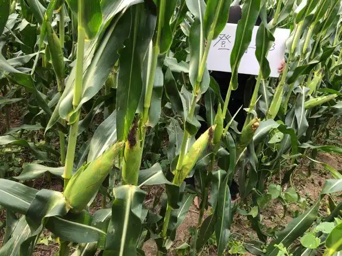 又一国审玉米大品种登海533来了!