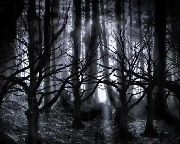 心理学哪片树林让你感到阴森测你的内心深处最害怕什么准哭