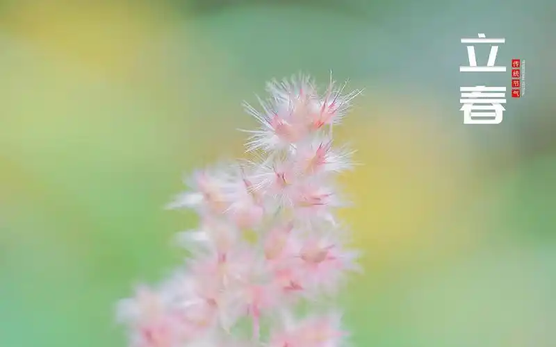 立春时节唯美迷人主题图