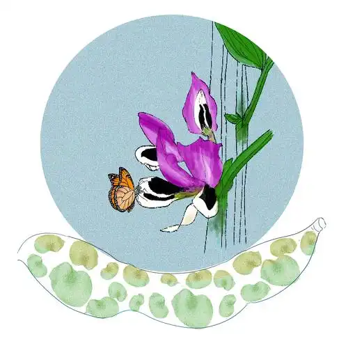 看见这个蚕豆花像翩翩起舞的蝴蝶成都