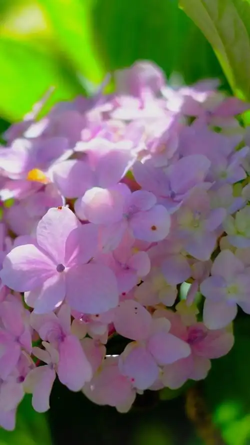 粉红色的绣球花,花序,春天 750x1334 iphone 8/7/6/6s 壁纸,图片,背景