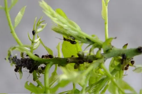 蚜虫的天敌 《小黑蚂蚁》