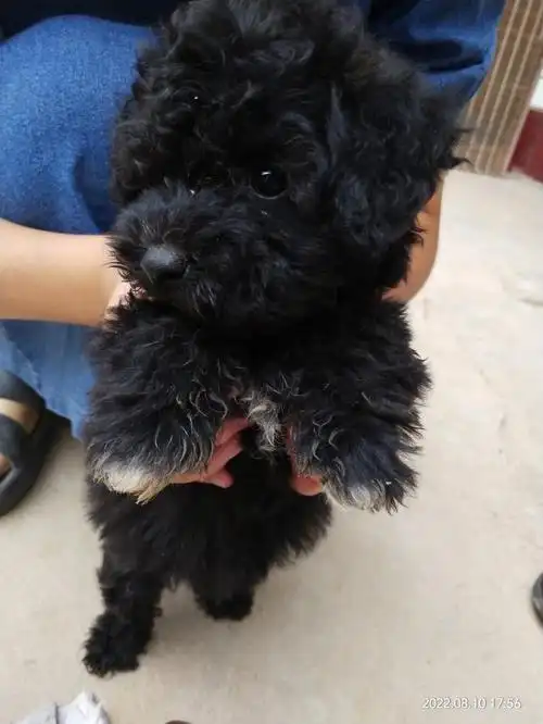 这是泰迪还是比熊?亲戚送的,不太懂#狗狗日常