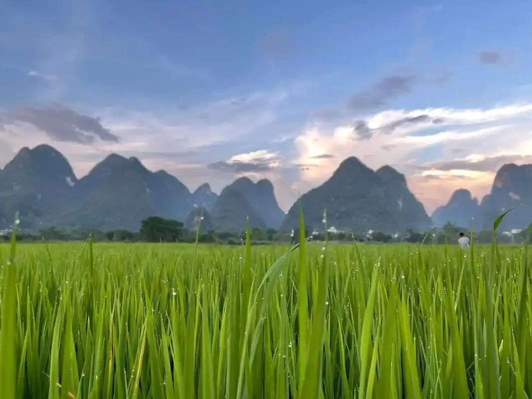 用手机拍过哪些惊艳的照片 #稻田风光 #一起享受大自然的美 - 抖音