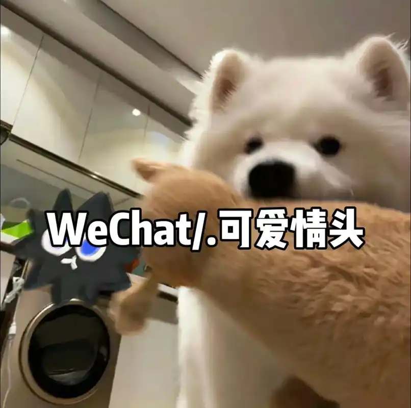 情侣头像 #萌宠头像 #对象不是人系列情头 #不明显情头 - 抖音