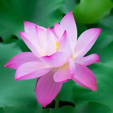 最好看的荷花头像盛开的美艳荷花图片