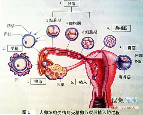 从受精卵到怀胎10月的过程【1】-图库-手机搜狐