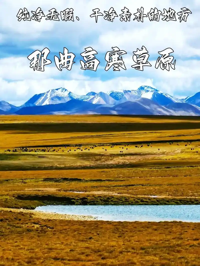 2月旅行|充满生机的那曲高寒草原别错过.96那曲高寒草原位于 - 抖音
