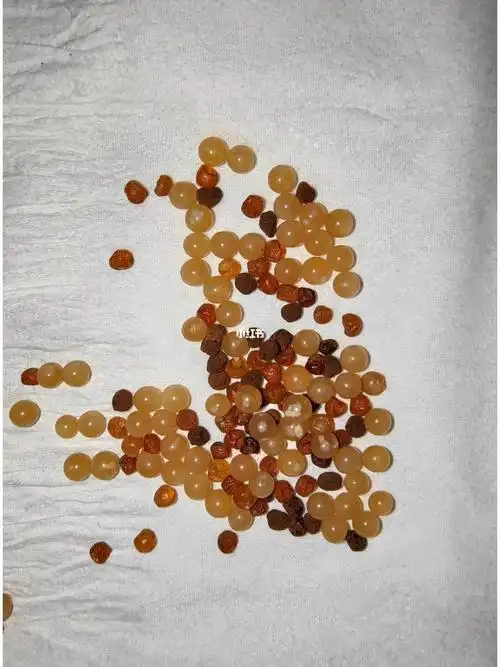 蜘蛛生蛋未受精