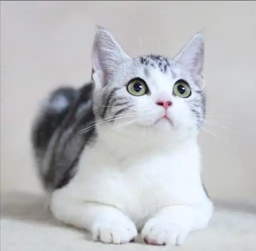 但是以下这6种猫,是猫界中体味很轻的猫,很适合家养,快看看有没有你家