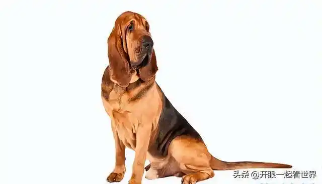 世界名犬品种大全藏獒(世界名犬品种大全图片)插图6