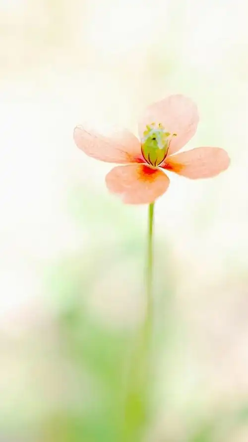 小清新养眼的花卉图片手机壁纸