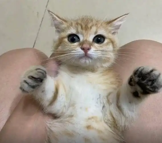 8000买了只金渐层猫咪到家后发现是跟橘猫串的