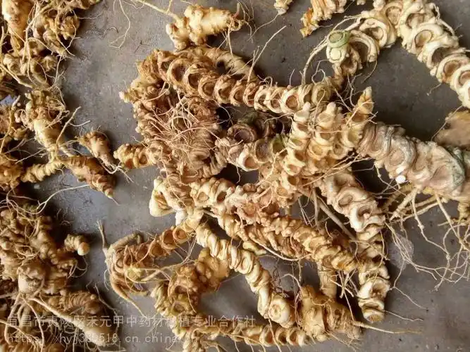 山西太原大同阳泉竹节参白三七种子种苗种植基地批发采购