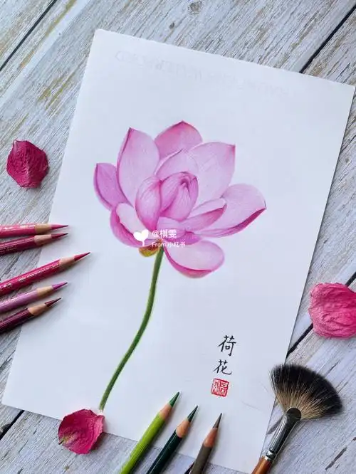 唯美彩铅绘画训练营之荷花