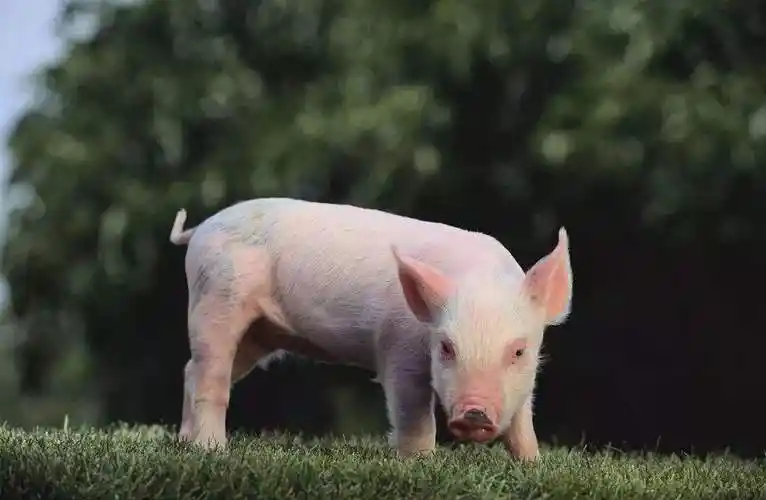 优惠的优饲7030乳猪浓缩料哪里有供应特色的银原饲料