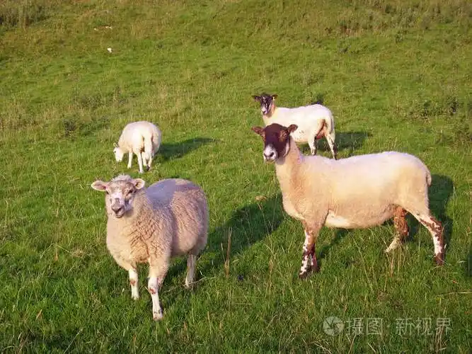 四只混合颜色的羊在草地山坡草地上放牧