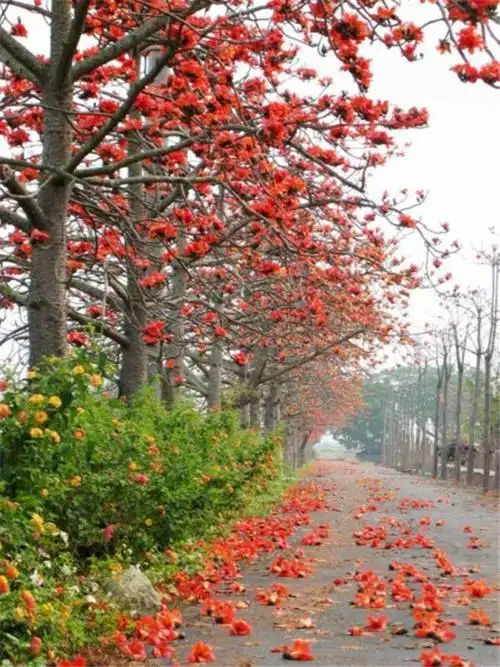 木棉花图片木棉花图片真实照片