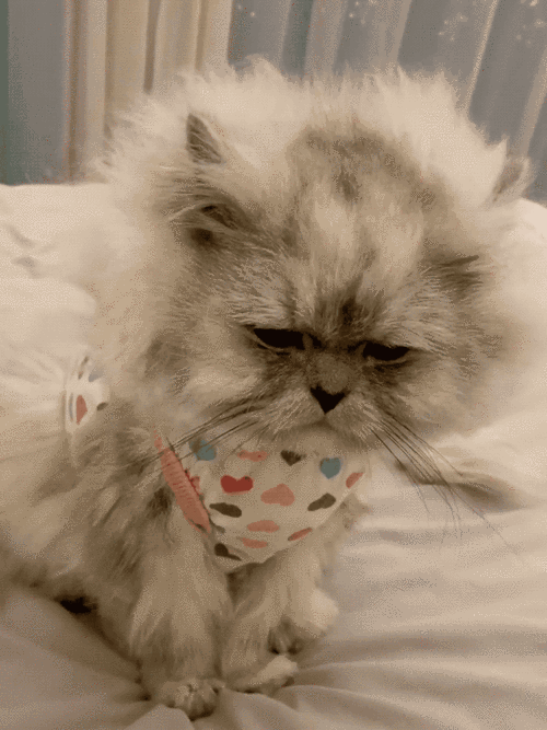 这,大概是全网最潦草的一只猫了