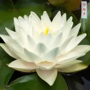 新品白仙子中型睡莲白色耐寒盆栽水培植物四季室内大睡莲根块莲花