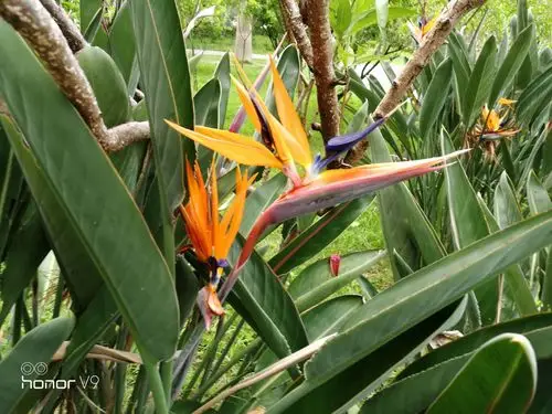 天堂鸟与旅人蕉