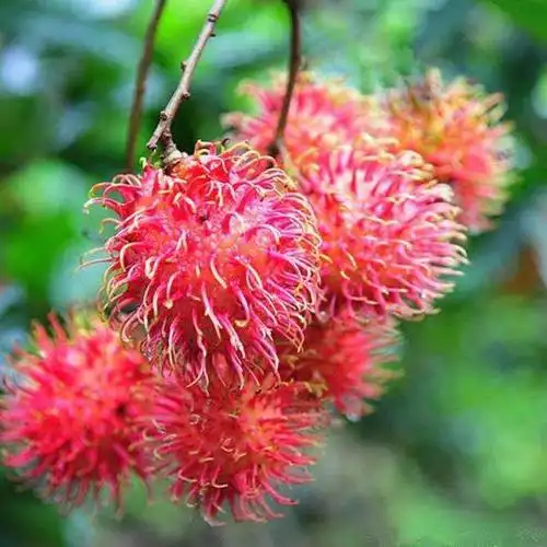 纯天然红毛丹1斤装毛荔枝热带新鲜水果红牡丹毛丹果应季新鲜包邮