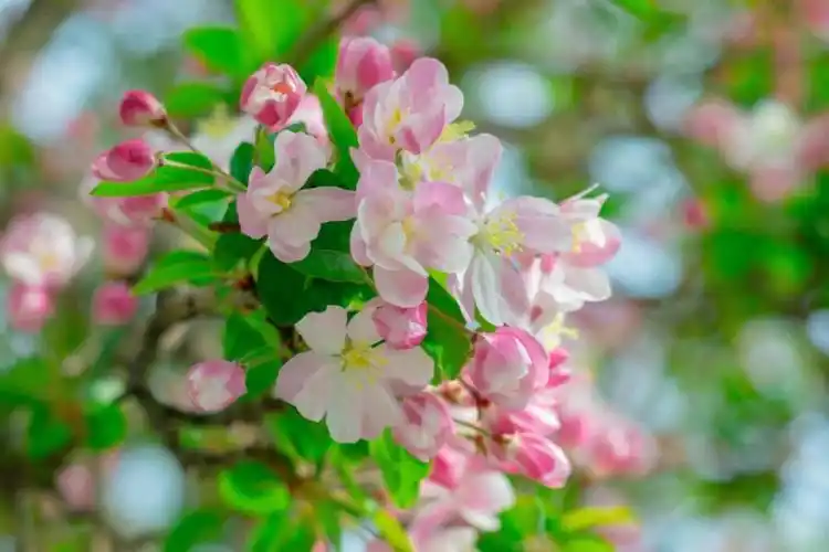 五大道的海棠已经开了花期一周不要错过