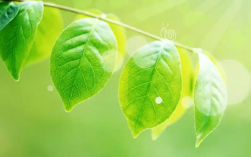 春天的可爱电脑桌面壁纸