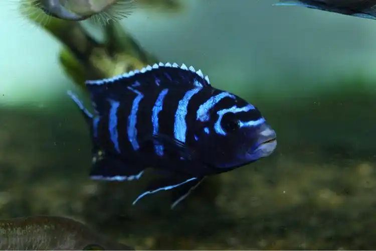 三湖慈鲷美鱼连载